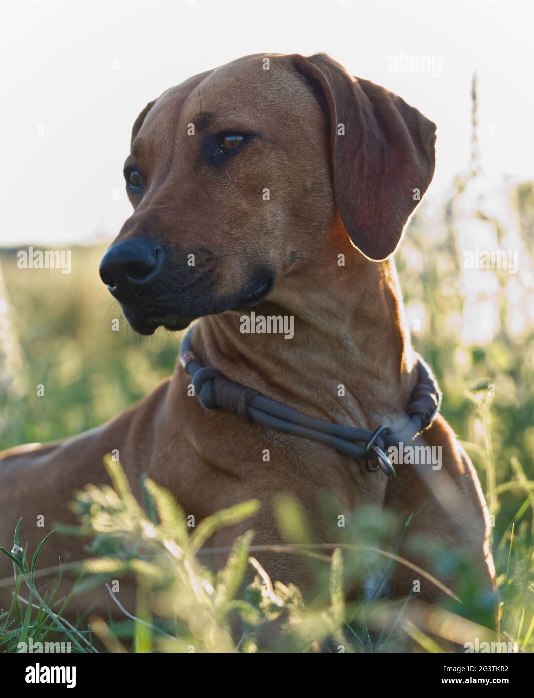 Mit einem schönen rhodesian ridgeback eine schöne Zeit bei Sonnenuntergang In jena Stockfoto