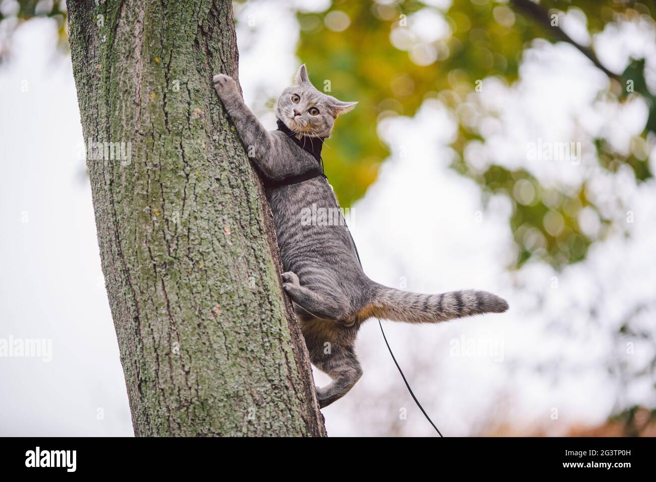 Inländisches junges Kätzchen männlich grau gute Form gepflegtes, gekleidetes sicheres Katzenleinen-Geschirr, das auf einem Baum sitzend aufmerksam überrascht wurde Stockfoto