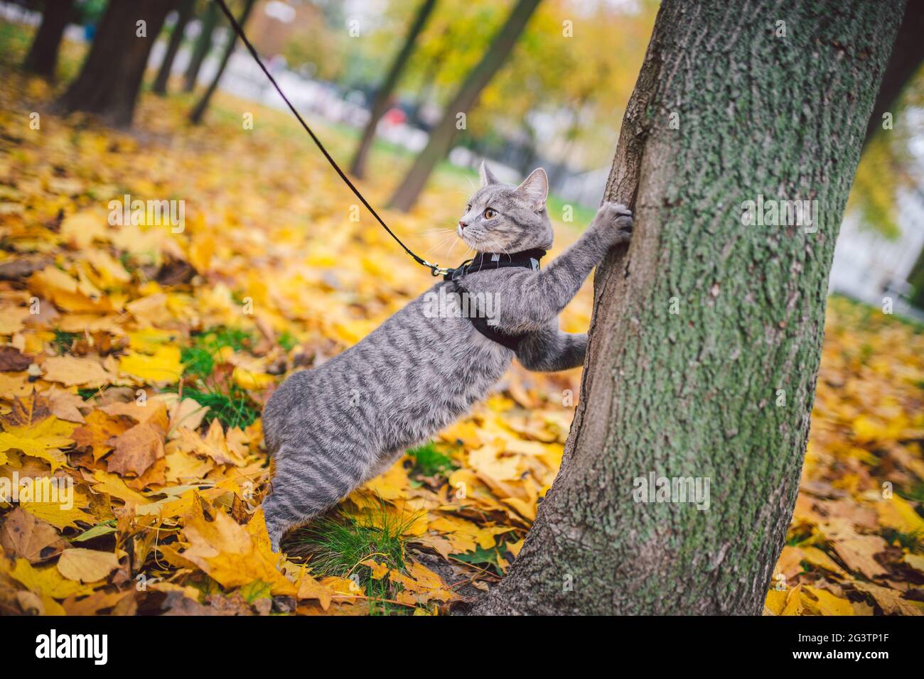Männliche Katze inländischen grauen Wolle Streifen junge gute Form, gekleidete Katze Leine Geschirr klettert einen Baum für die Jagd Vogel, aufmerksam konzentriert Stockfoto