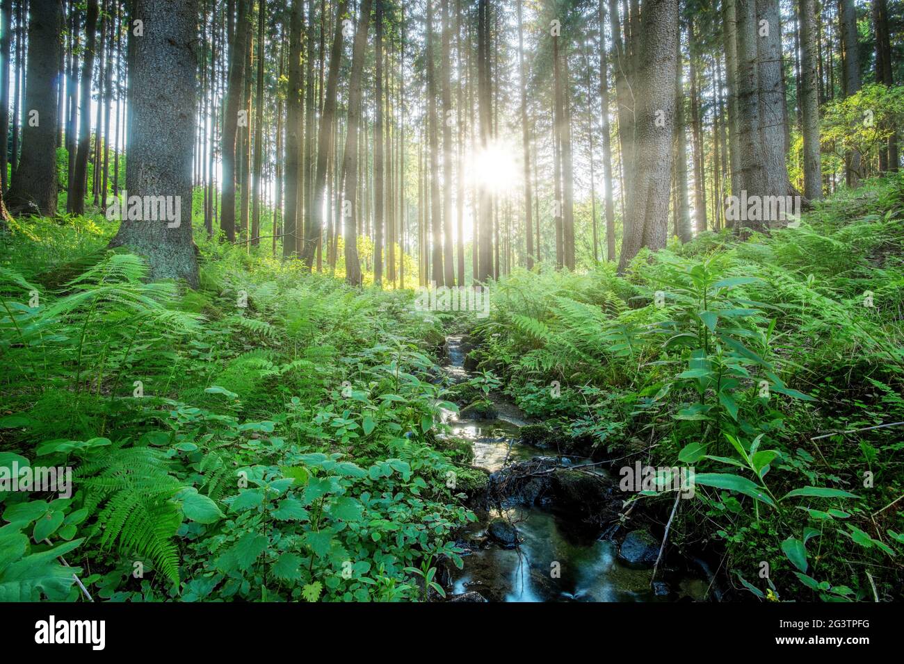 Fällt auf die kleinen Gebirgsfluss in einem Wald Stockfoto