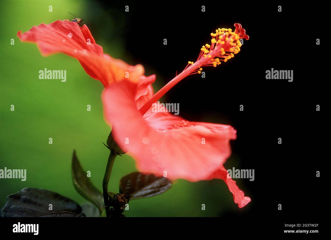 Pinker Stylus mit gelbem Pollen Stockfoto