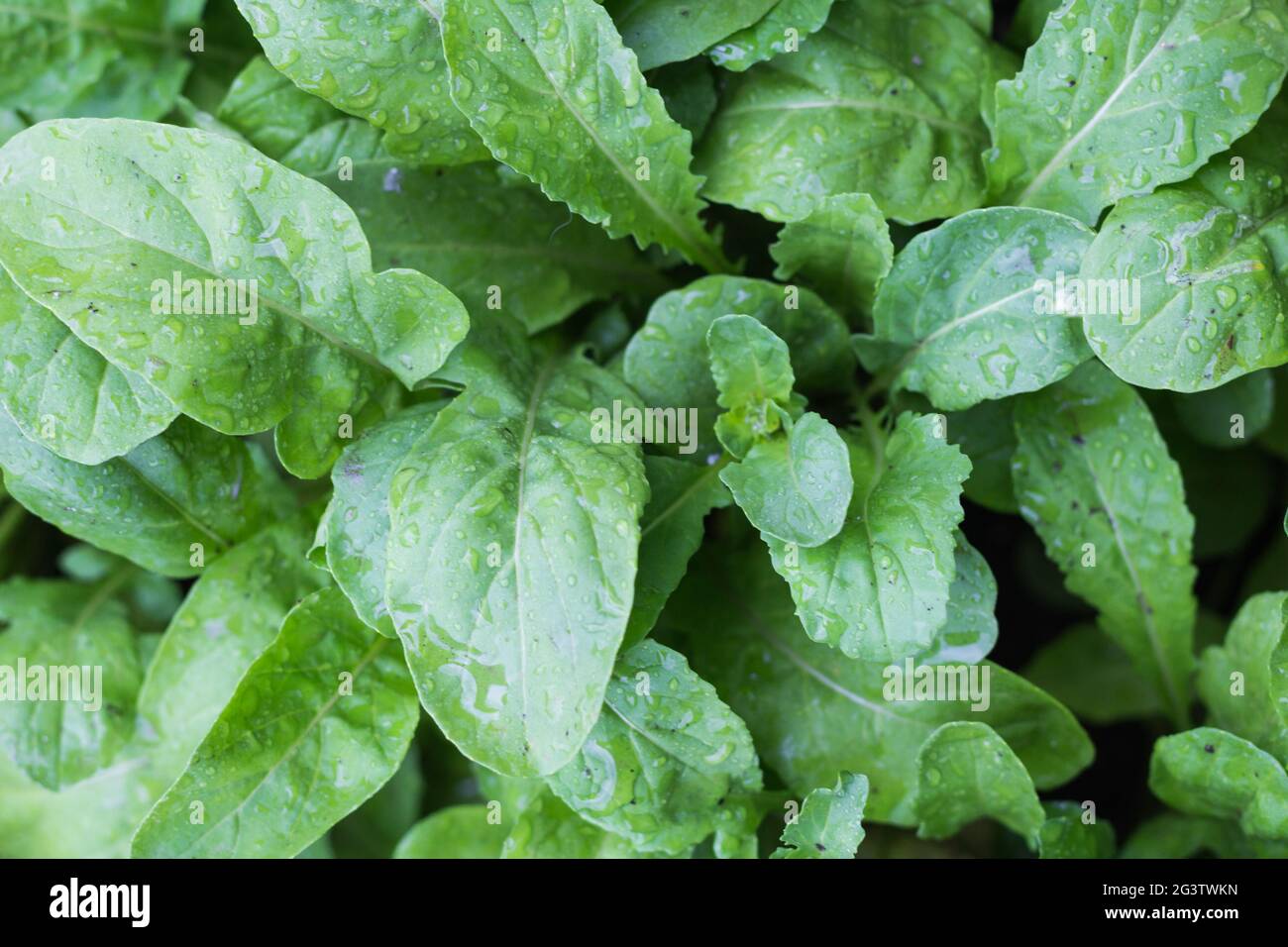Draufsicht auf Rucola-Blätter im Bio-Garten Stockfoto
