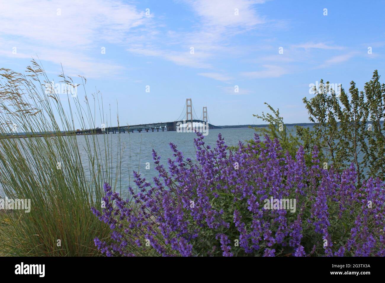 Blick über Purple Wildflowers hinaus auf die Mackinac Bridge Stockfoto