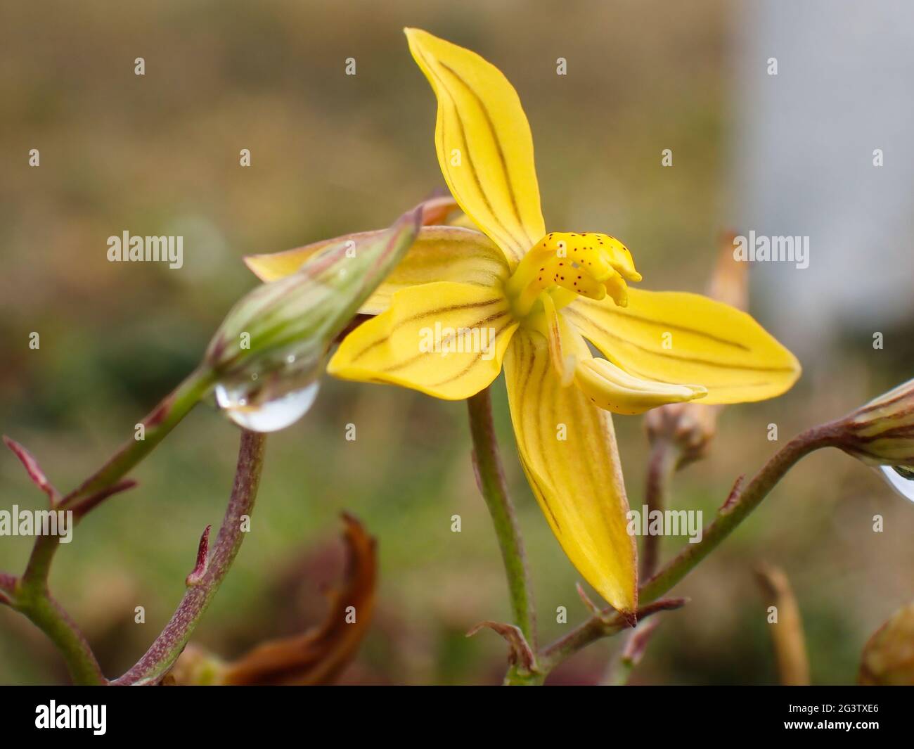 Blüte der Handblume der gelben Dame im Sommer (Cyanella lutea) Stockfoto