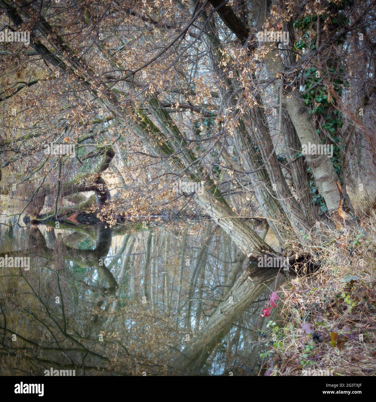 Spiegelung von Bäumen im Herbst auf einem Ententeich Stockfoto