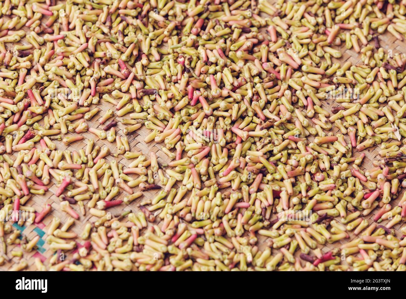 Trocknende Blütenknospen aus Gewürznelke Stockfoto