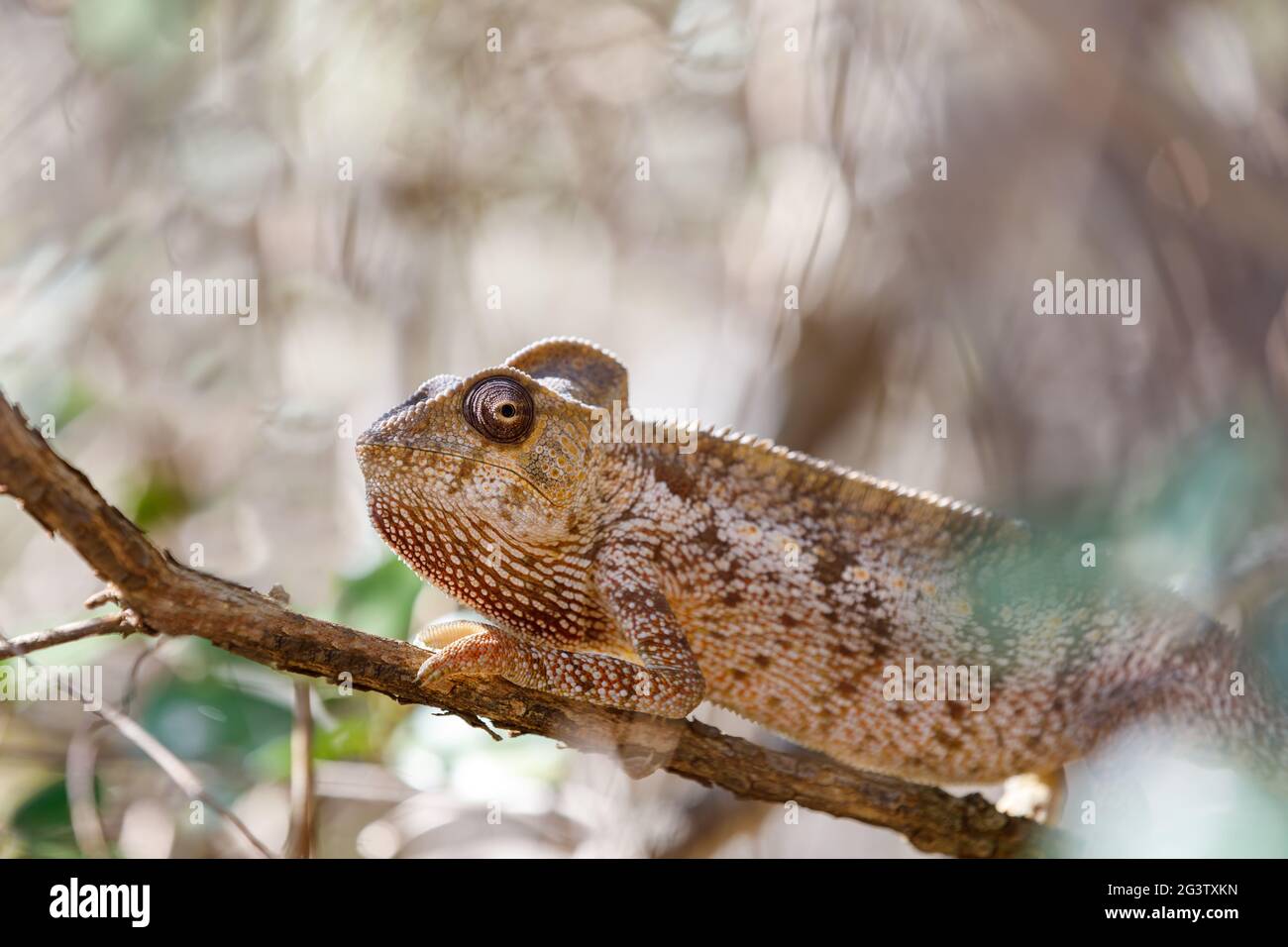 Madagaskars riesigen chamäleon, Madagaskar Stockfoto