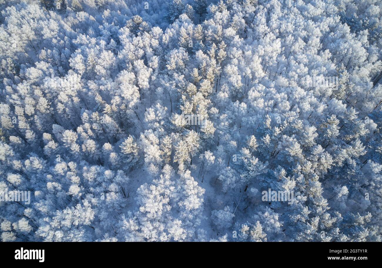 Luftaufnahme des Birkenwaldes in der Wintersaison. Drohnenaufnahme von Bäumen, die mit Reif und Schnee bedeckt sind. Stockfoto