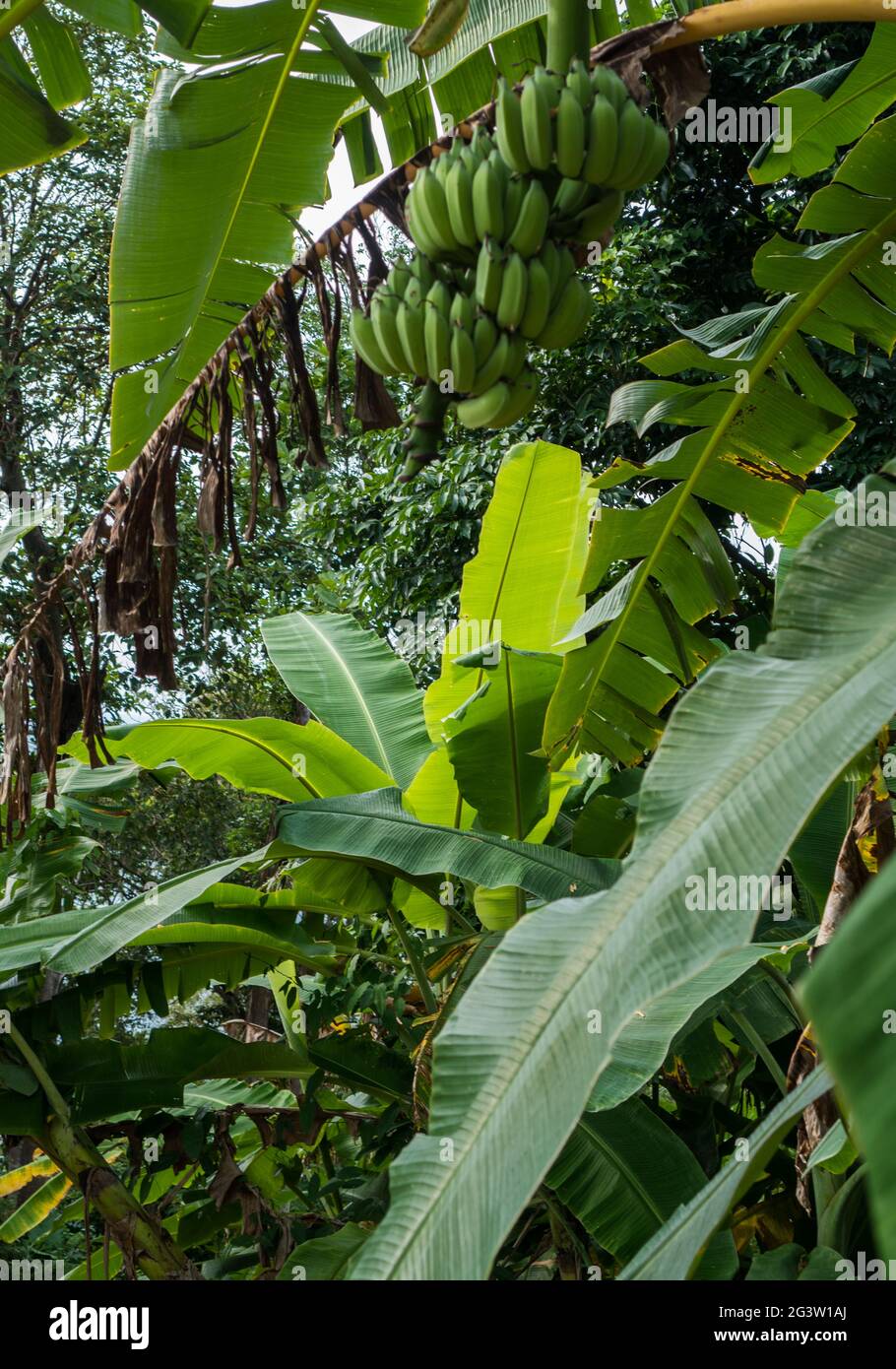 Bananenbaum mit großer Ernte von grünen Bananen Stockfoto