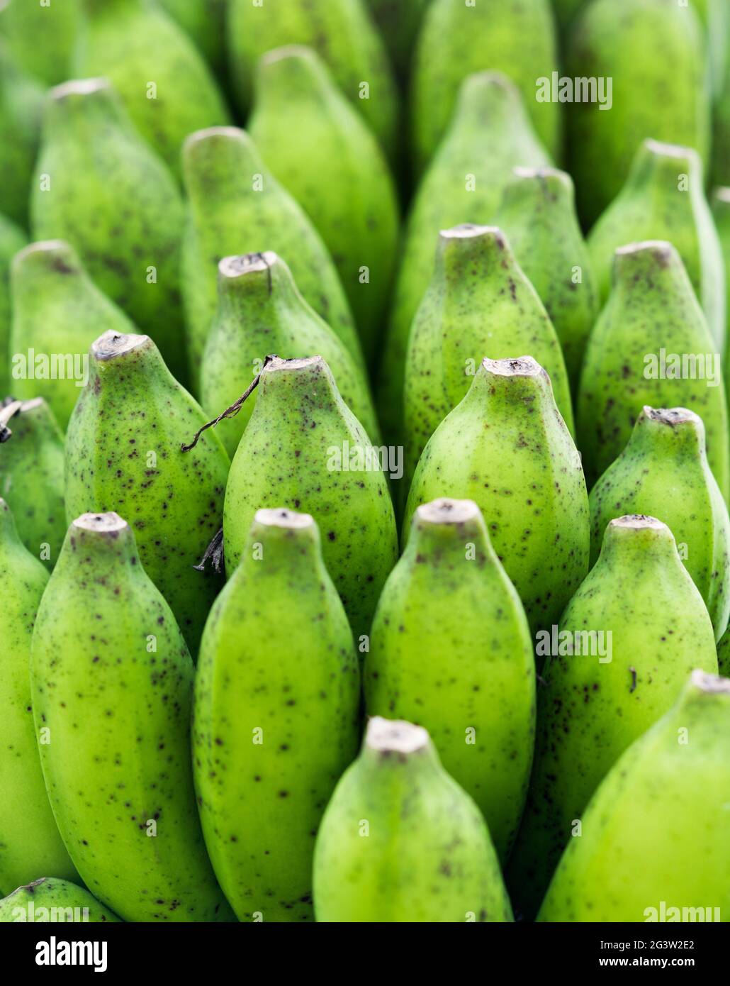 Bündel grüne Bananen Stockfoto