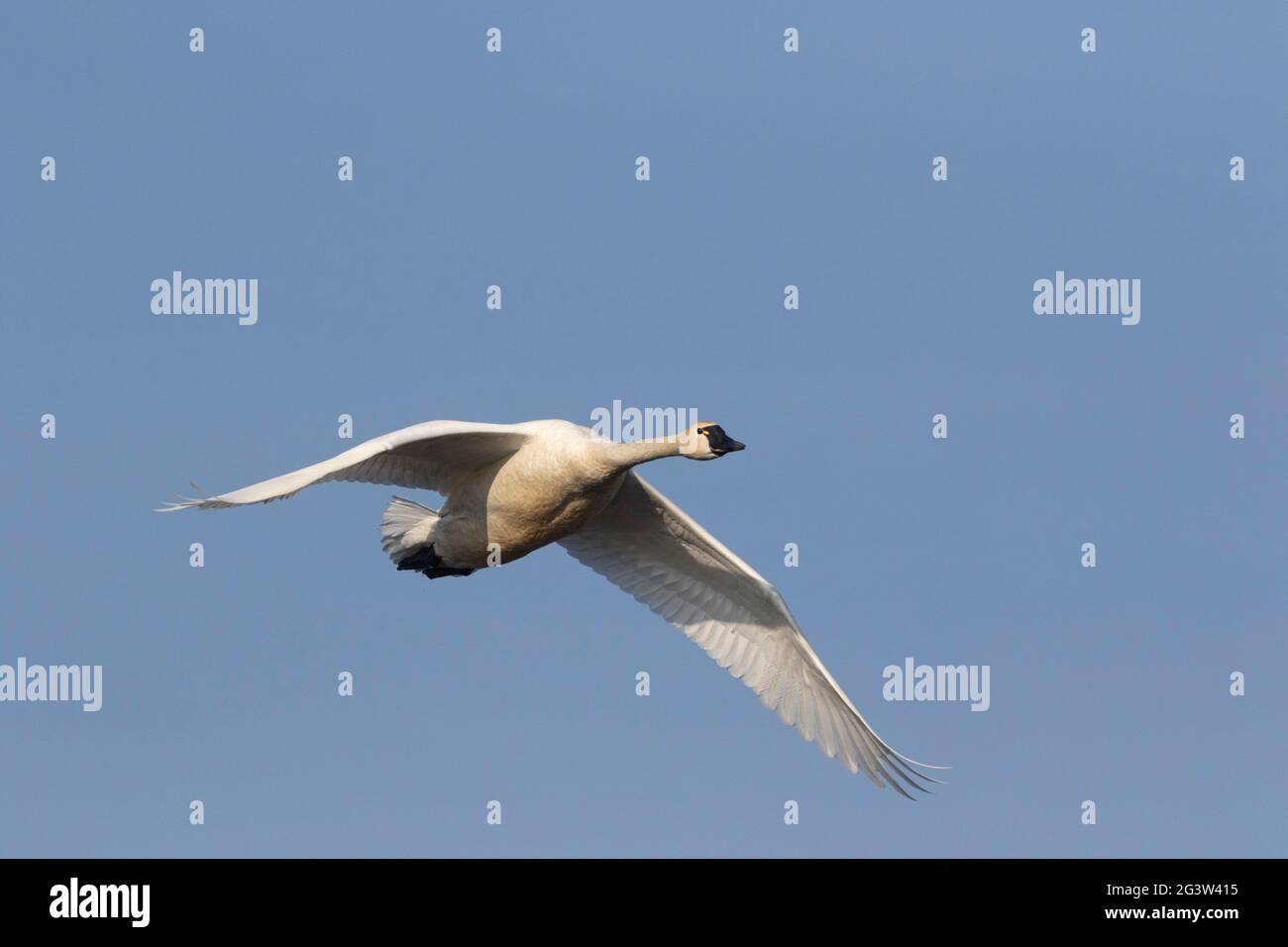 Erwachsener Tundra Swan, Cygnus columbianus, im kalifornischen San Joaquin Valley überwintern. Stockfoto
