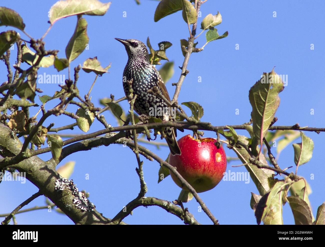 Starling, Rhein-Sieg-Kreis, NRW, Deutschland Stockfoto