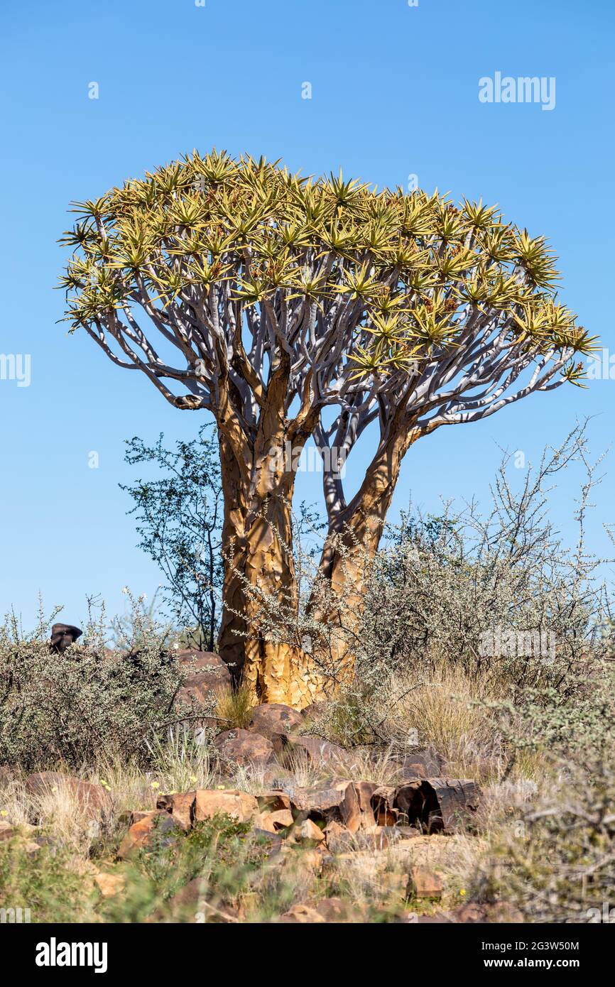 Aloidendron dichotomum, Aloe Baum, Namibia Wüste Stockfoto