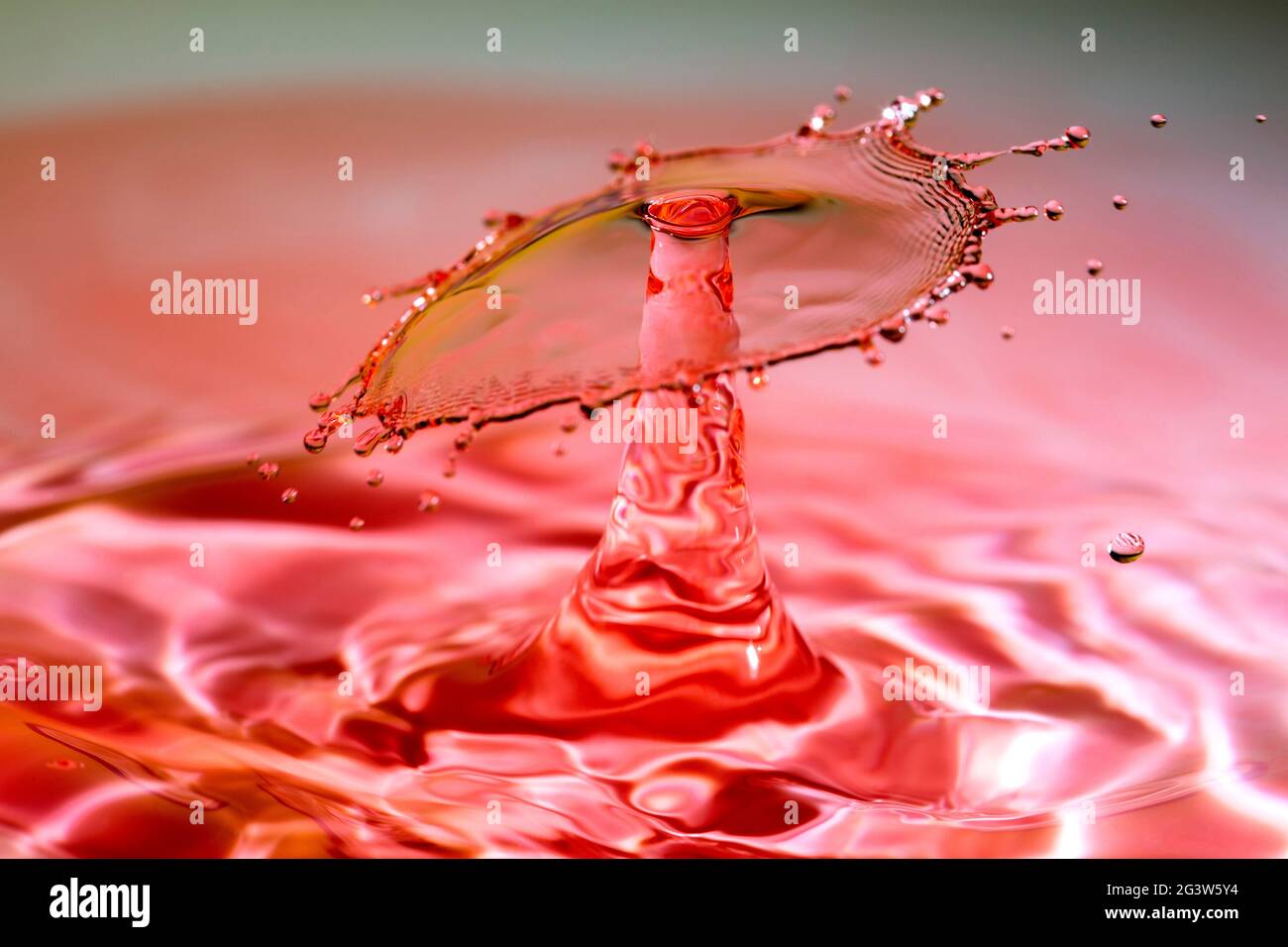 Wasserspritzer-Krone, die nach einem Fallaufprall auf Rot entsteht Stockfoto