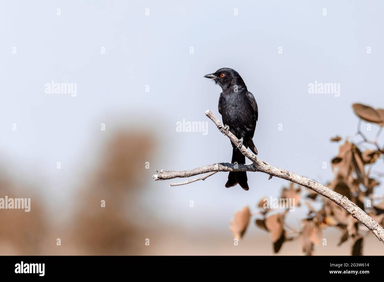 Vogel-Schwanzschwanz-Drongo Afrika Namibia Safari Tierwelt Stockfoto