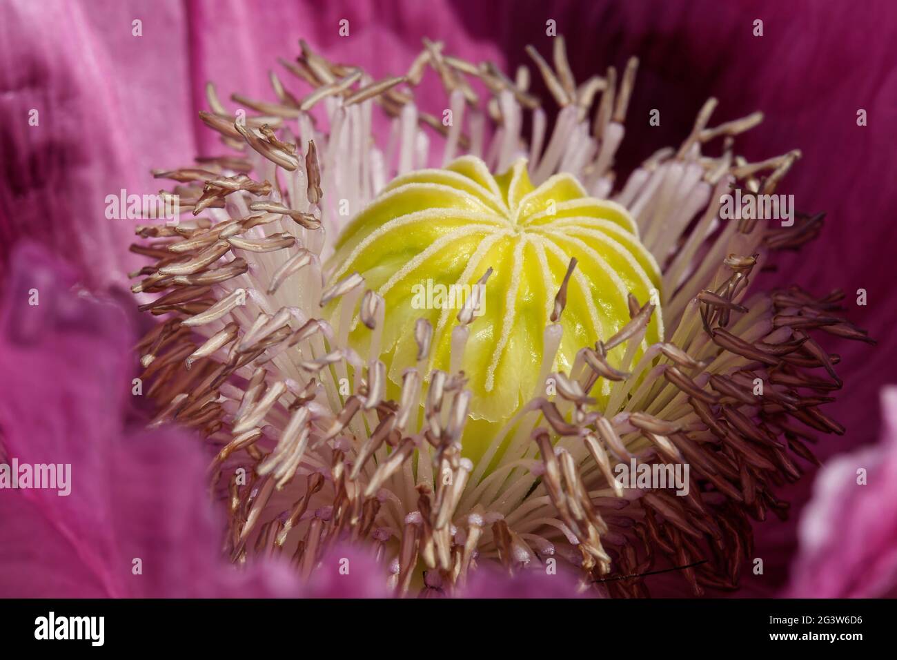 Schlafmohn Stockfoto