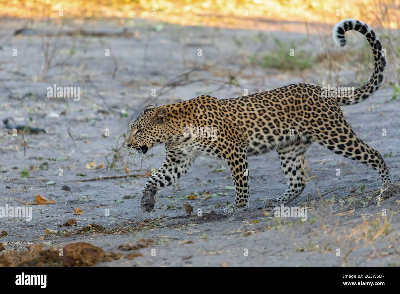 African Leopard Chobe Botswana, Afrika Tierwelt Stockfoto