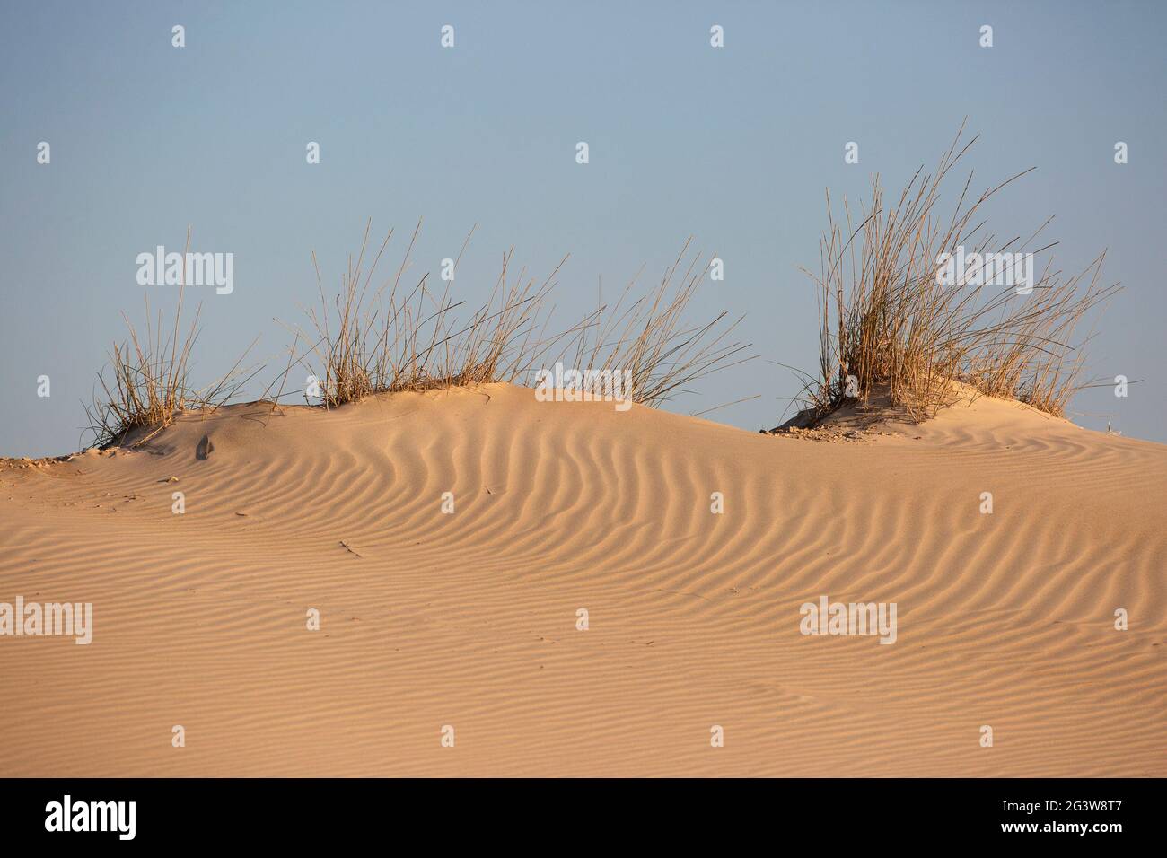 Gräserklumpen stabilisieren Sanddüne an der Mittelmeerküste Stockfoto