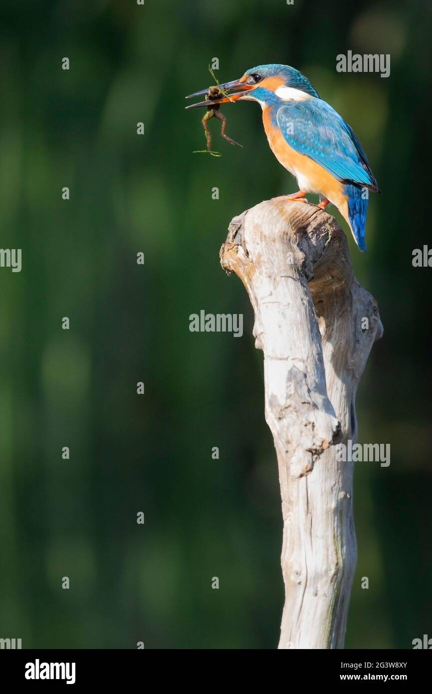 Weibliche Gemeine Königsfisher (Alcedo atthis), die sich von einem Levanten Wasserfrosch (Pelophylax bedriagae) in ihrem Schnabel in einem Naturschutzgebiet in Jerusalem, Israel, ernähren. Stockfoto