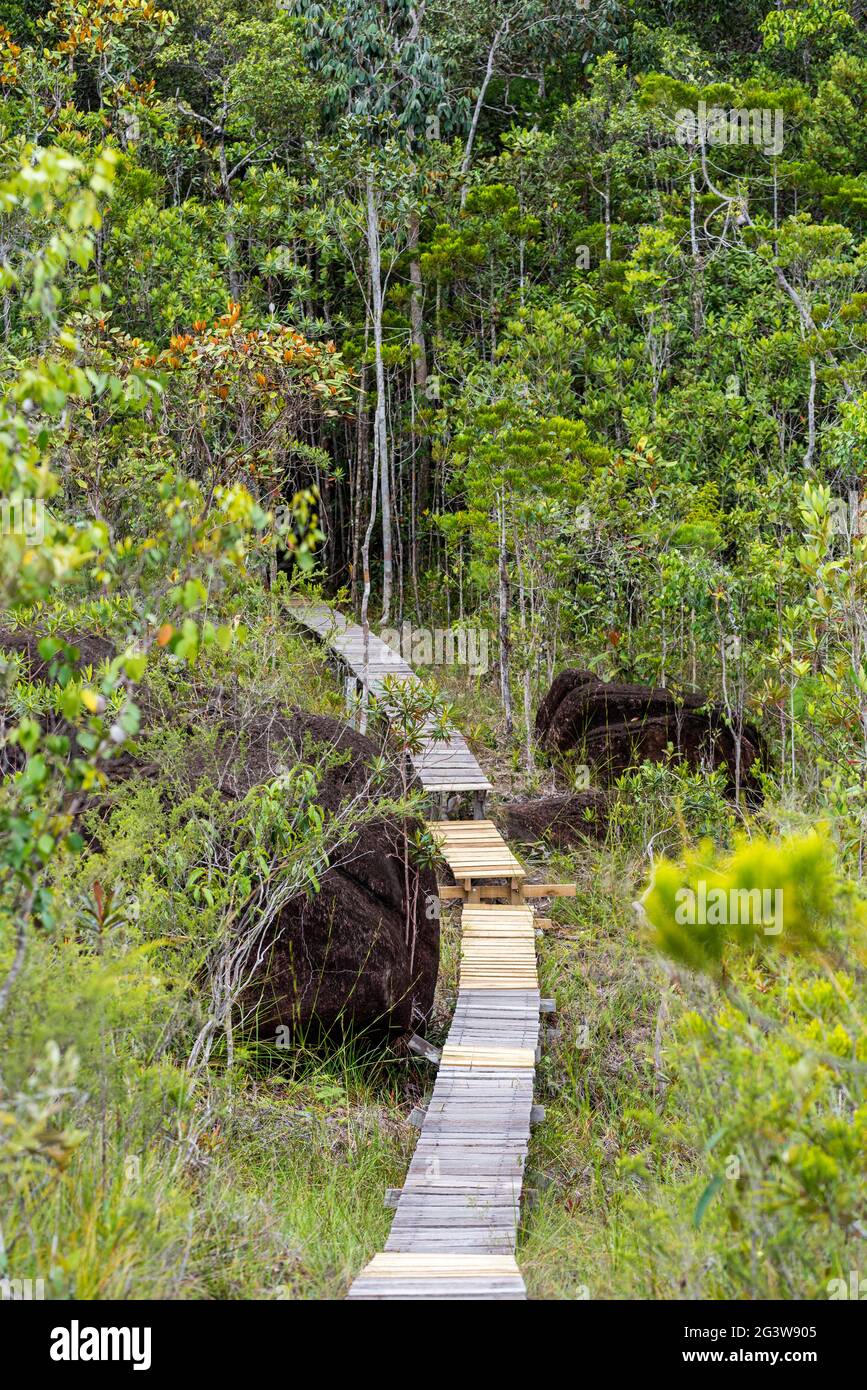 Wanderweg durch den Bako National Park auf Borneo Stockfoto