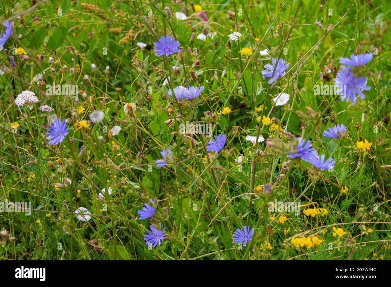 Blumenwiese mit Zichorie, Hornklee und Zaunbindkraut Stockfoto
