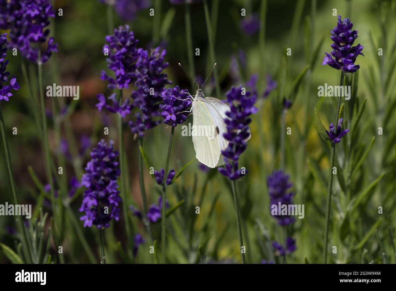 Kohl weißen Schmetterling Schlemmen auf Lavendel Blume Stockfoto