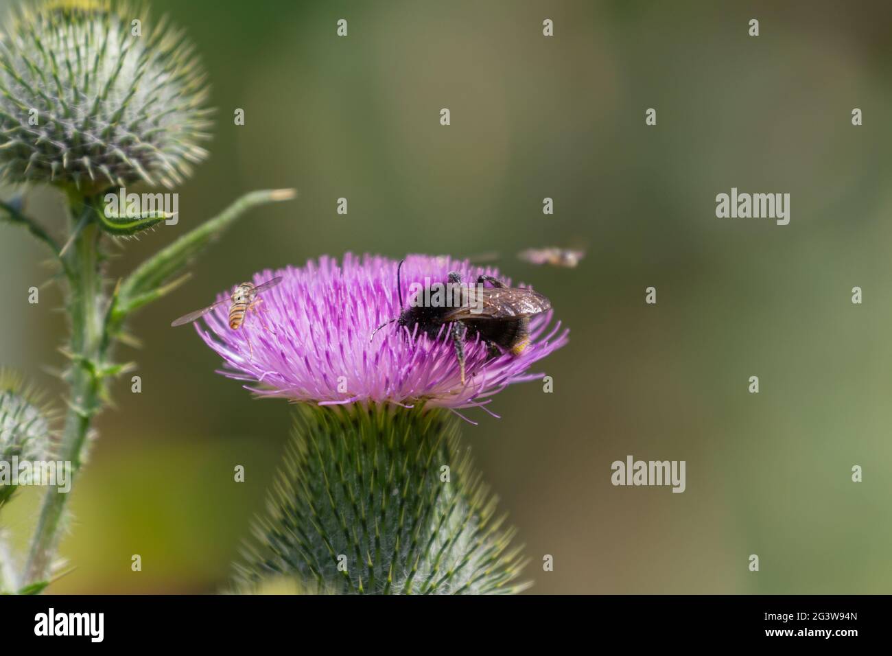 Distel mit Hummel und Schwebfliege Stockfoto