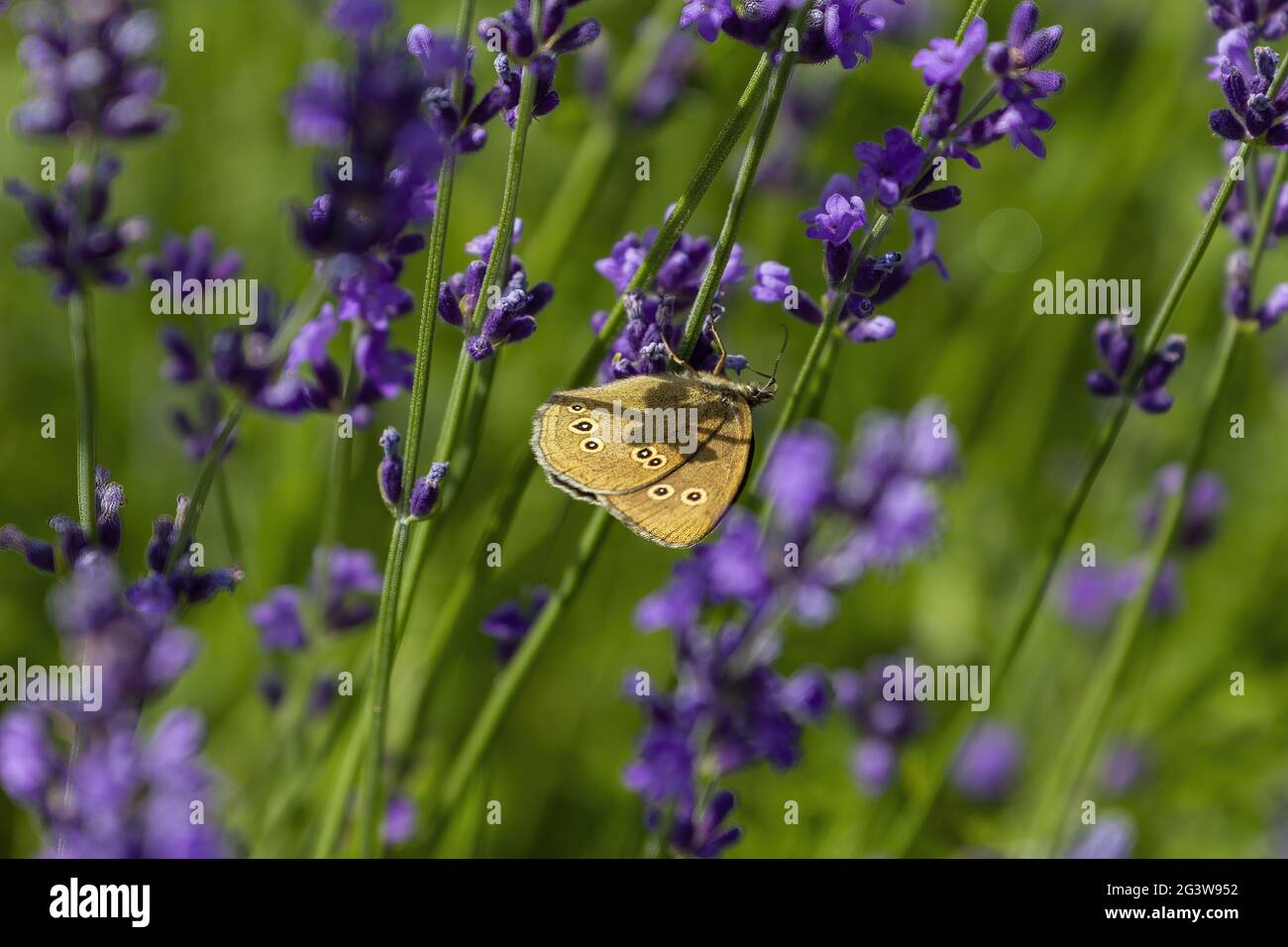Ringelblume auf Lavendelblüte Stockfoto