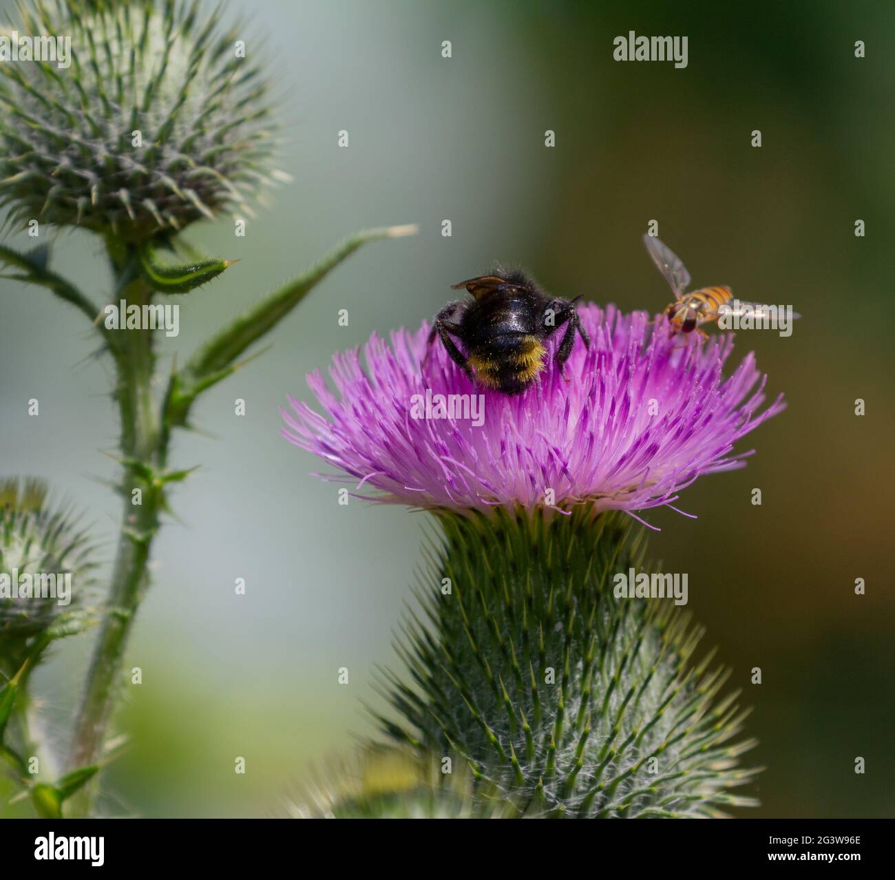 Distel mit Schwebfliege und Hummel Stockfoto