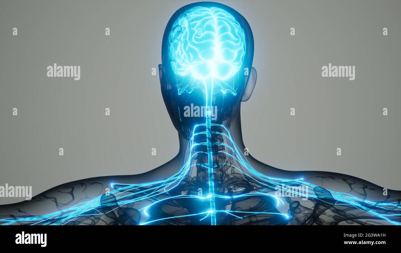 Gehirn und Nervensystem des Menschen Stockfoto