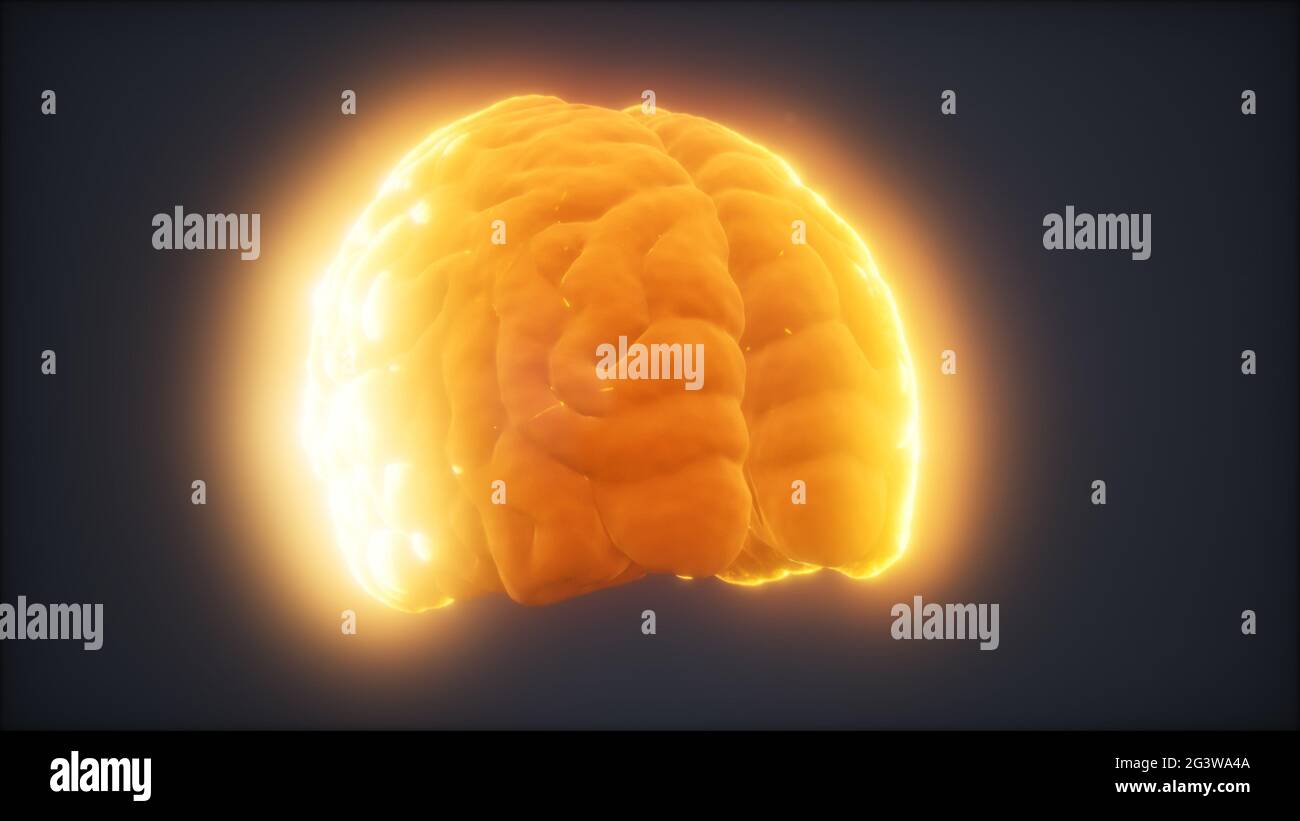 Schleife Drehen menschliche Gehirn Animation Stockfoto