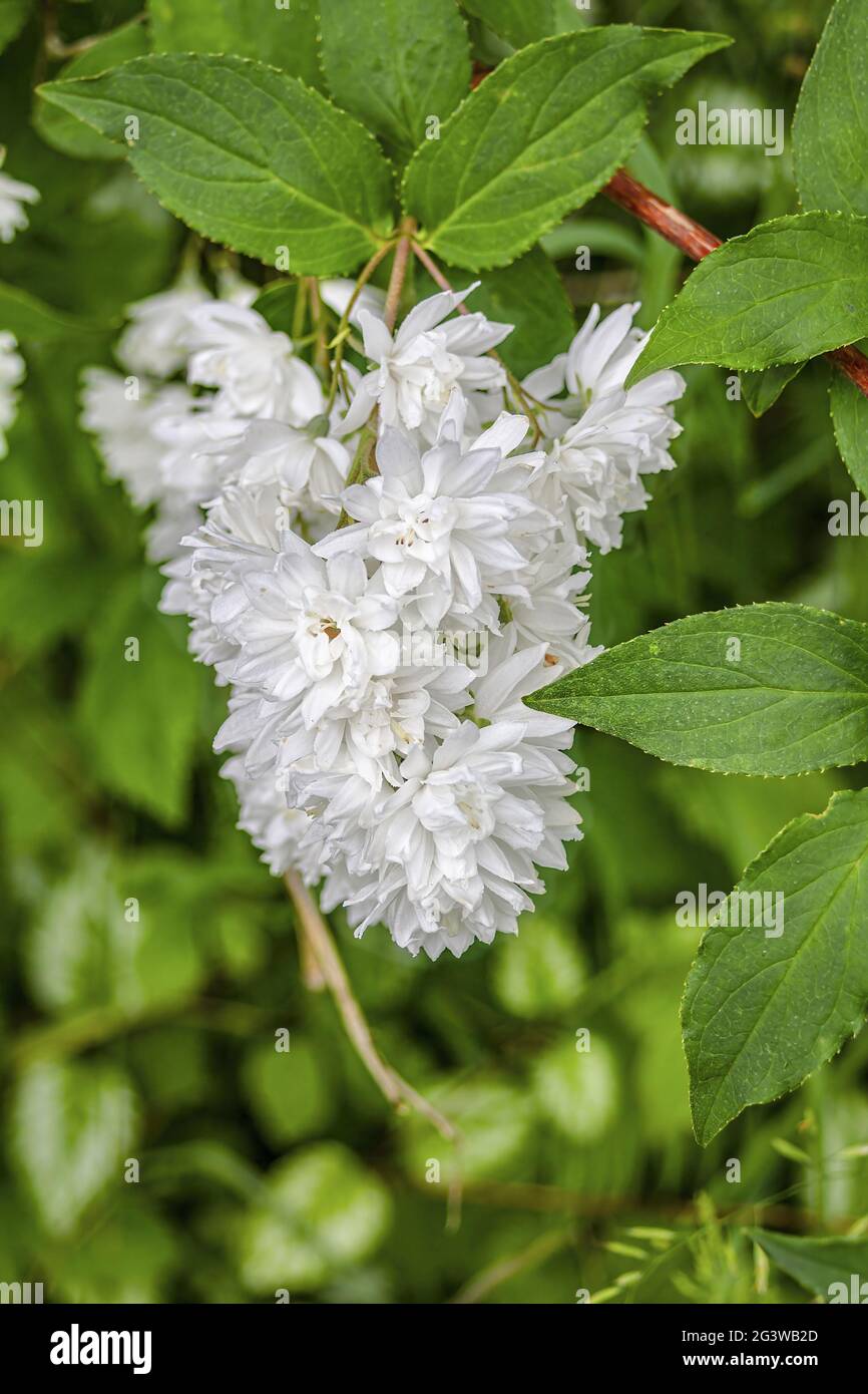 Blütenpikel und Blätter des unscharfen Pride-of-Rochester Stockfoto