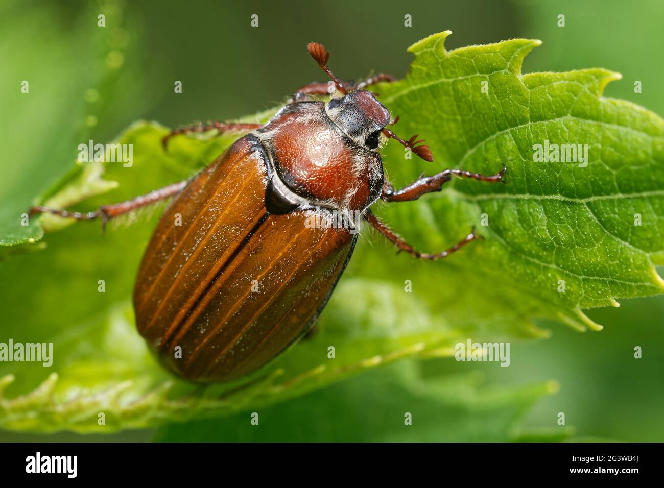 Maikäfer Stockfoto