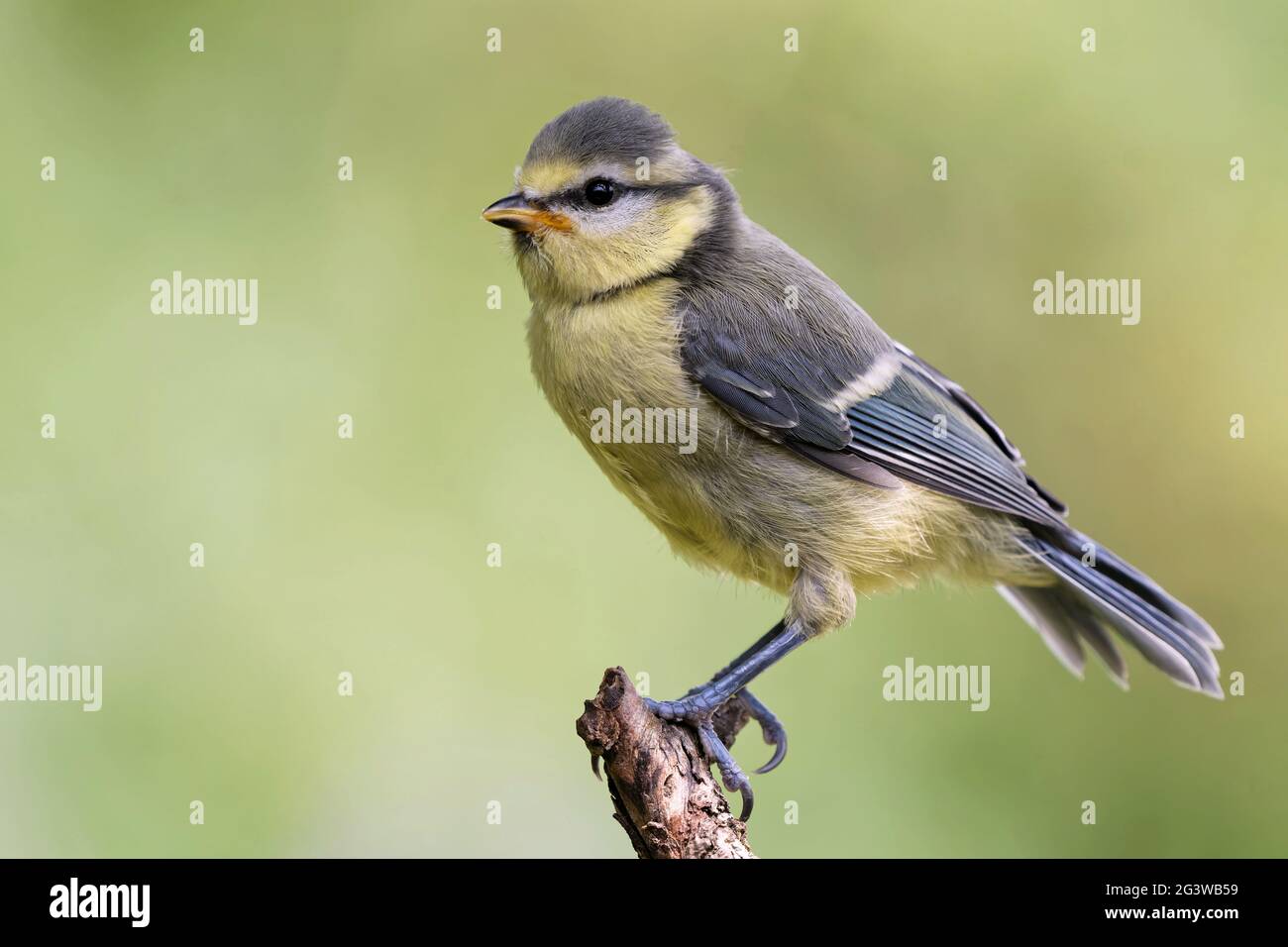 Juvenile Blaumeise Stockfoto