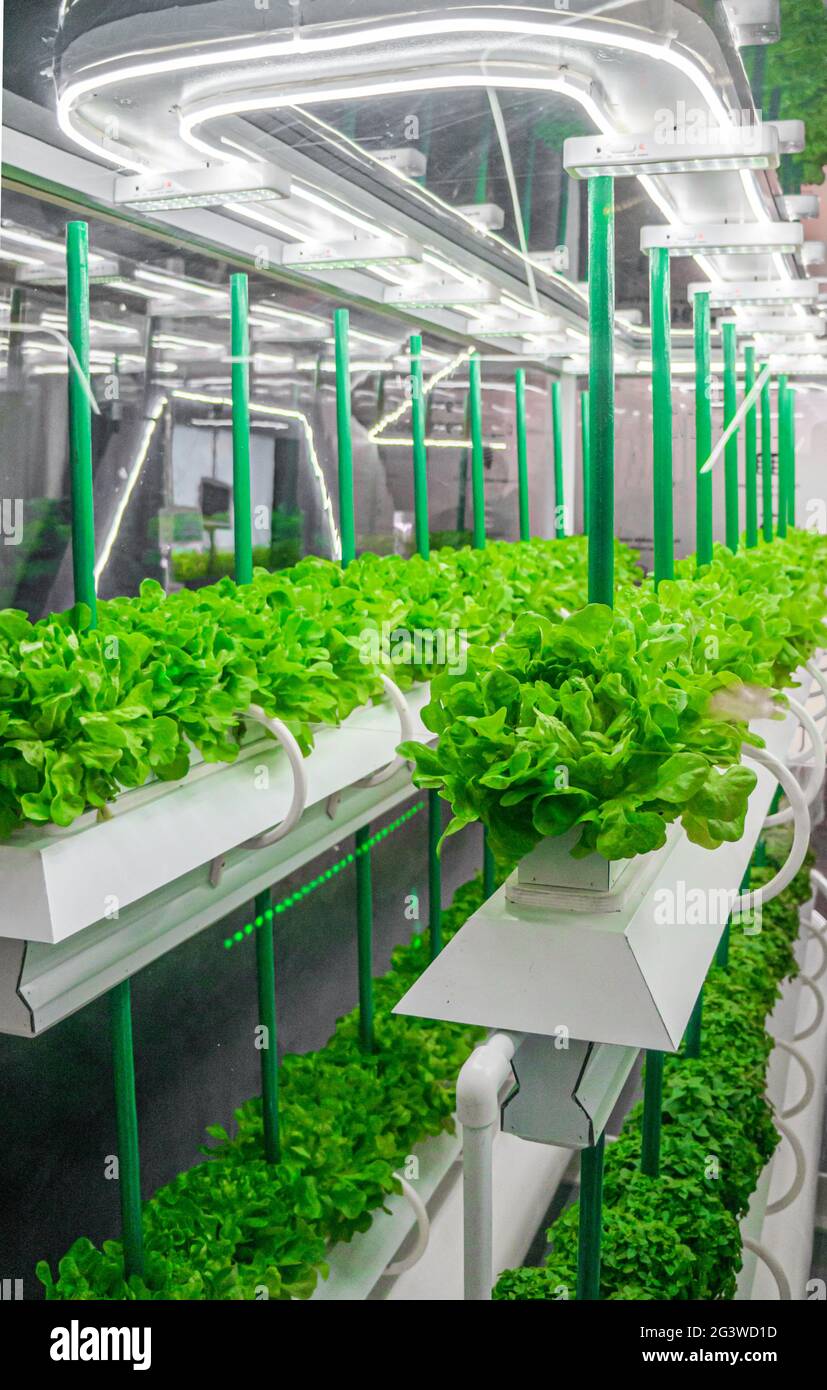 Organisches hydroponisches Gemüse wächst mit LED Light Indoor Farm. Agrartechnik. Soilless Kultur des Gemüses unter Artif Stockfoto