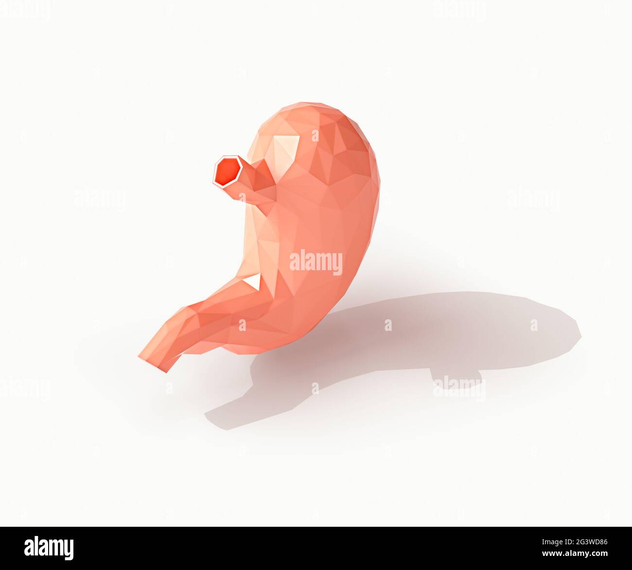 Isometrische 3d-Darstellung eines niedrig-poligen menschlichen Organmagens, isoliert auf Weiß Stockfoto
