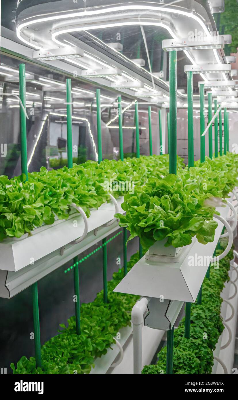 Organisches hydroponisches Gemüse wächst mit LED Light Indoor Farm. Agrartechnik. Soilless Kultur des Gemüses unter Artif Stockfoto