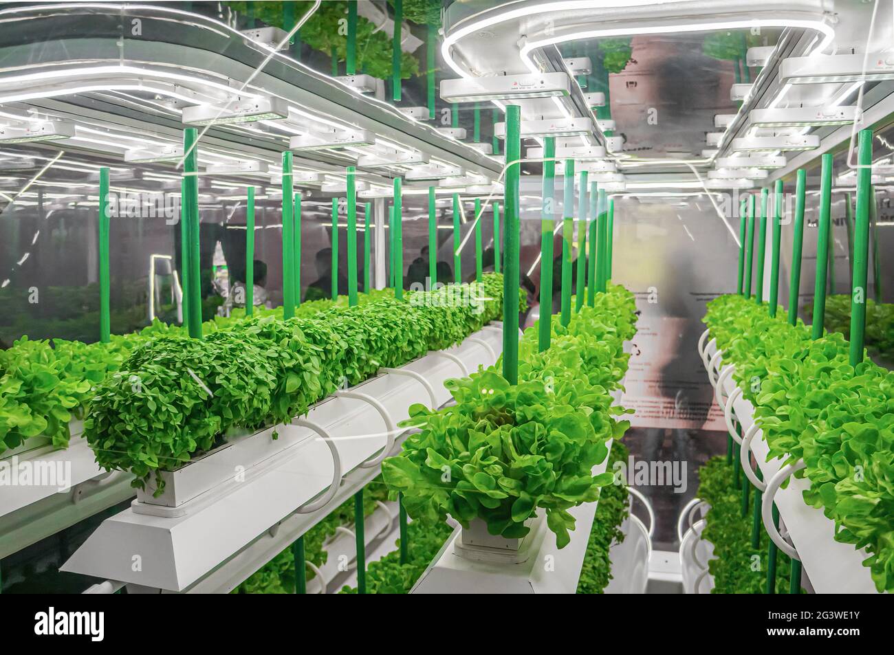 Organisches hydroponisches Gemüse wächst mit LED Light Indoor Farm. Agrartechnik. Soilless Kultur des Gemüses unter Artif Stockfoto