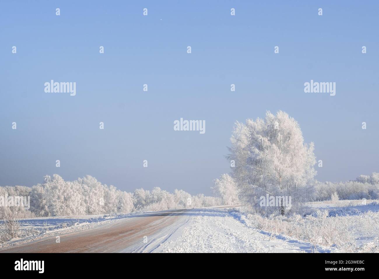 Straße Durch Winter Birke Wald Mit Reif Bedeckt. Stockfoto