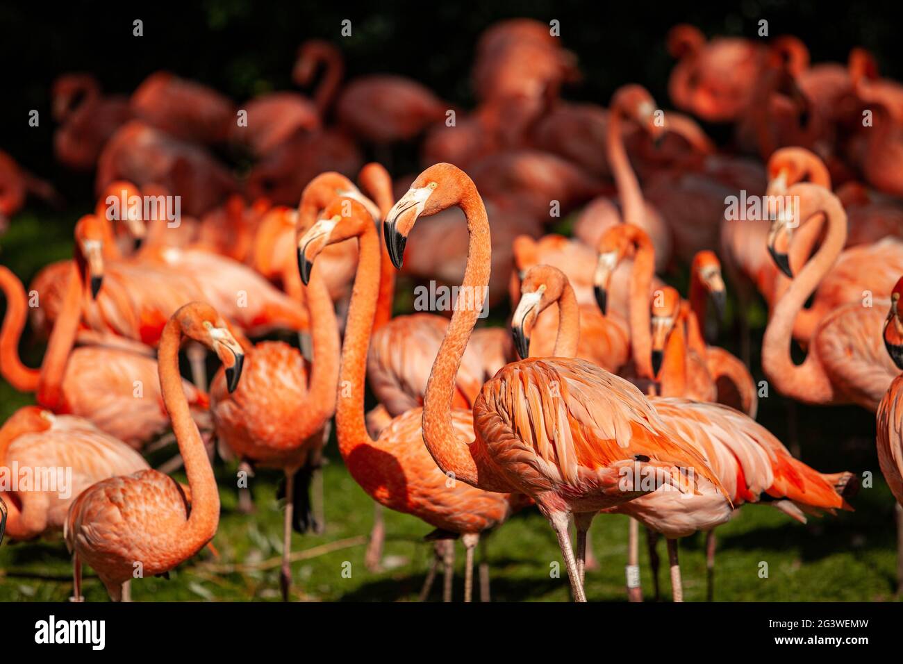 Gruppe von rosa Flamingos auf einer grünen Wiese Stockfoto