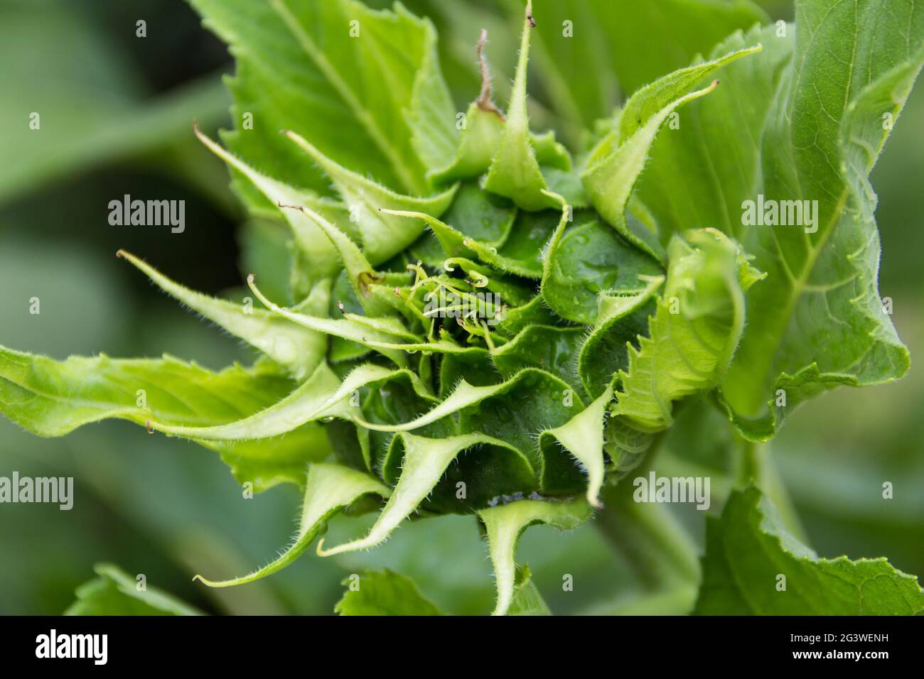 Kleine grüne Sonnenblumenblüten noch zu blühen Stockfoto