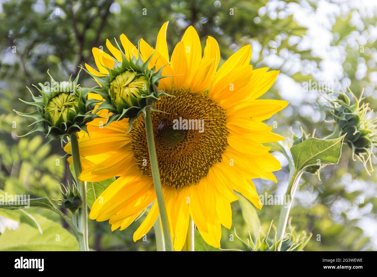 Gelbe Blüten der Sonnenblume im heimischen Garten angebaut Stockfoto