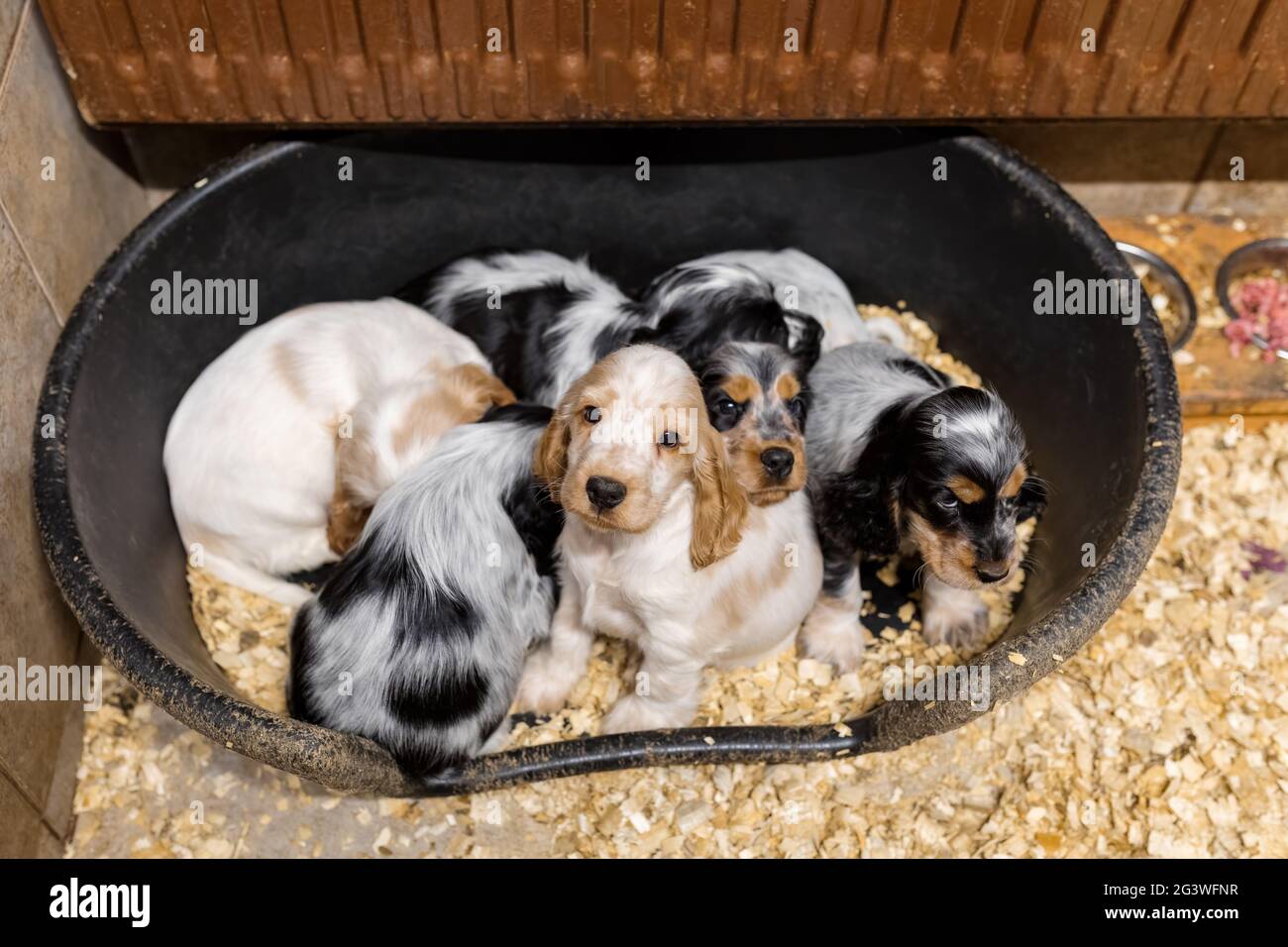 Kleiner reinrassiger englischer Cocker Spaniel Welpe Stockfoto