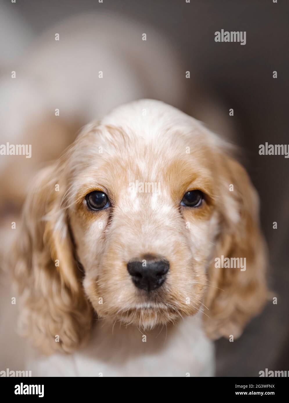 Kleiner reinrassiger englischer Cocker Spaniel Welpe Stockfoto