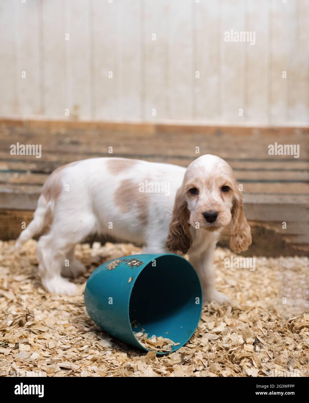 Kleiner reinrassiger englischer Cocker Spaniel Welpe Stockfoto