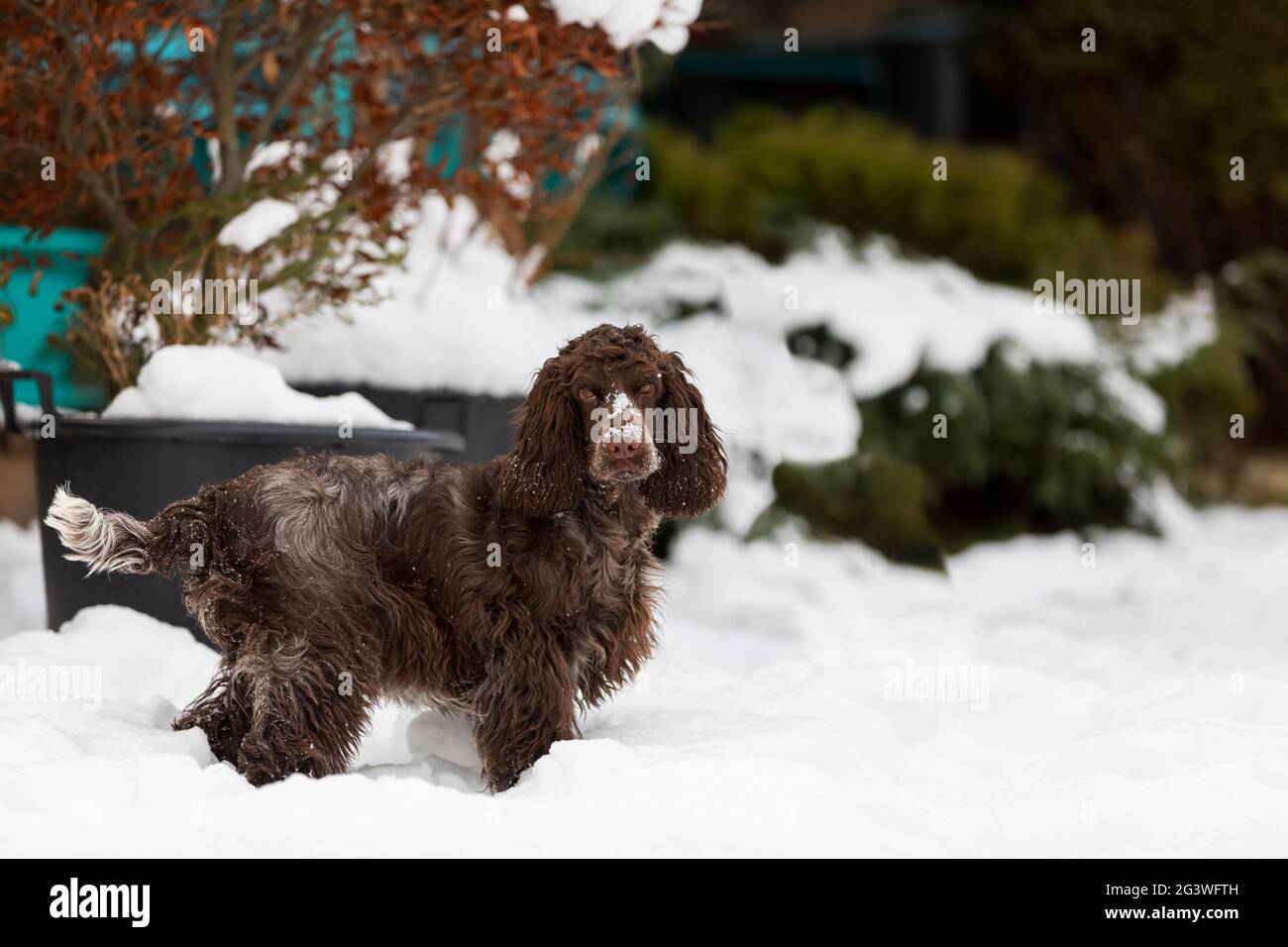 Englisch Cocker Spaniel Hund im Schnee Winter Stockfoto