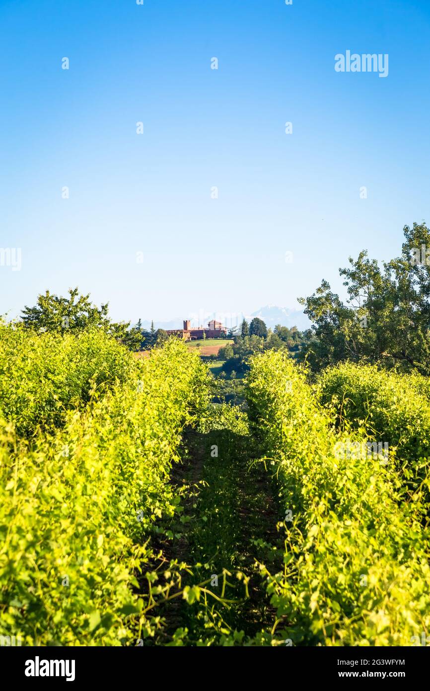 Piemont Hügel in Italien mit landschaftlich reizvoller Landschaft, Weinbergfeld und blauem Himmel Stockfoto