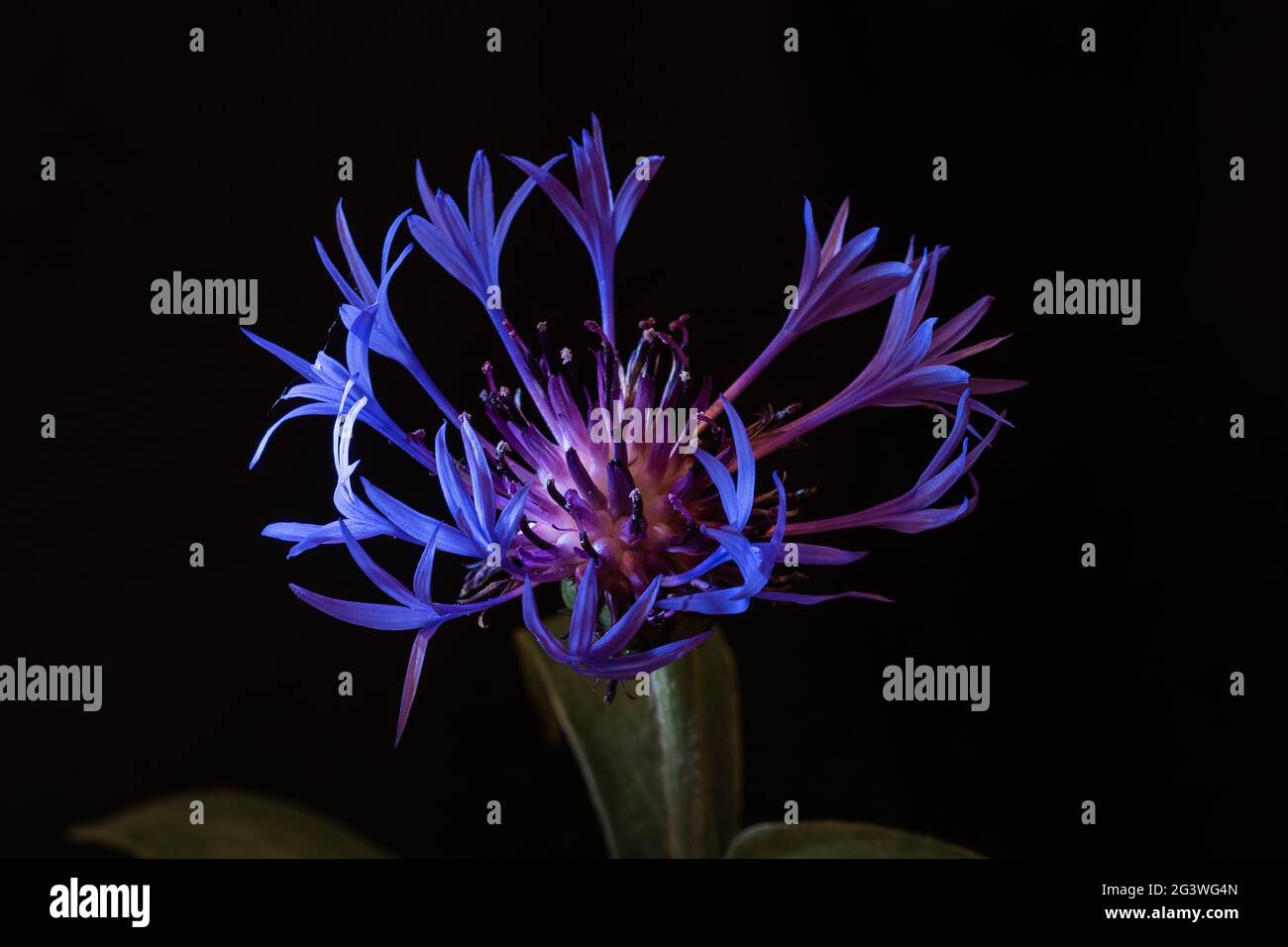 Centaurea montana Blume auf schwarzem Hintergrund Stockfoto