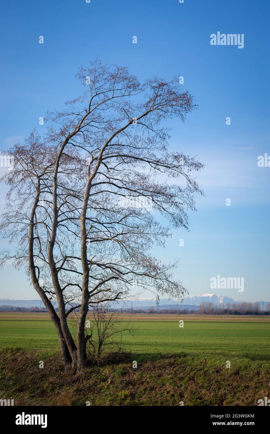 Erle am Ufer der wulka im Hintergrund Schneeberg in Österreich Stockfoto
