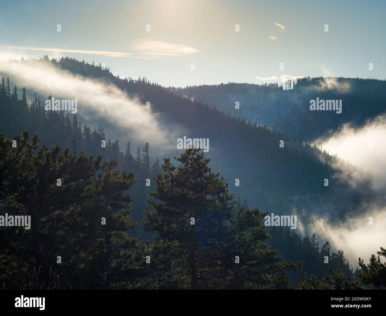 Nebel im Herbstwald in Österreich Stockfoto
